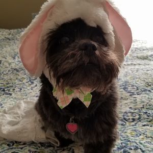 Meet your Posher, Dawn